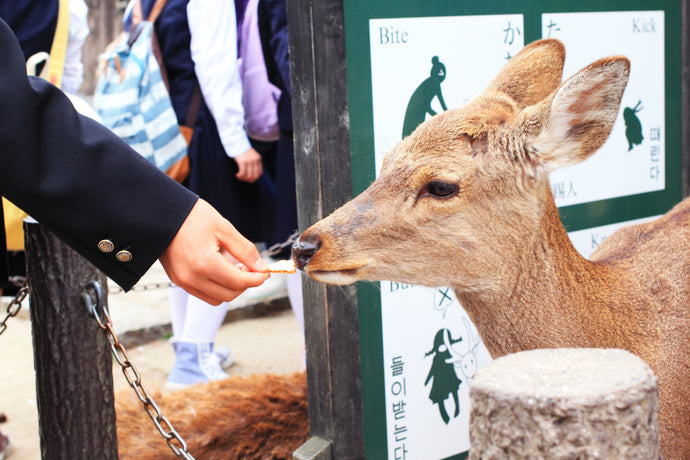 Zoo Shares Inventive Way to Let Visitors Feed the Animals