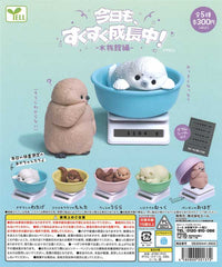 Kyoumo、SukuSuku Seichouchuu！-Suizokukan Hen- 40-Piece Set